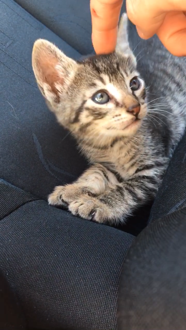 Adopted Tikki